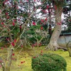 紅梅