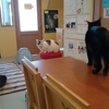 猫カフェTangoさん☆