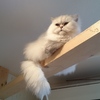 猫カフェTangoさんのキャットウォーク☆