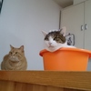 温泉ねこ☆