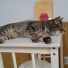 眠れるかにゃ～