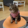 外が騒がしいにゃ～