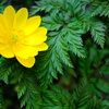 福寿草