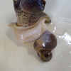 マツブガイを捌いたら