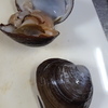 ホッキガイ
