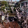 咲きました
