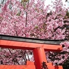 平野神社にて☆(3月25日)