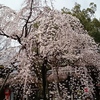 平野神社にて☆(3月25日)