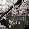 中目黒駅近辺の桜