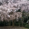清瀧宮拝殿の近くのしだれ桜☆
