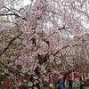護摩道場近くの桜☆