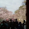 人だかりと桜(^^;