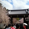 総門あたりの桜☆