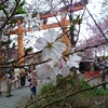 再び平野神社へ☆