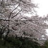 春ですな～