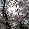 曇っていても良い感じ