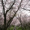 結構咲いています