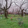 桜と緑☆