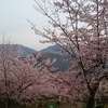 竹田城跡＆桜☆