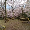 立雲峡駐車場近くの桜☆