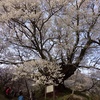 樹勢はいまも衰えず力強く咲き誇っている。