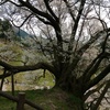 根株から2mのところで大、小11本に分岐