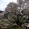 【千年桜】