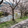 木彫展示館前にも桜が☆