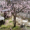 中庭に映える桜☆