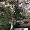 樹齢450年の山梨の木、長十郎梨の原木