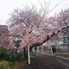 和田岬駅の桜