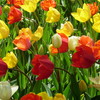 チューリップ