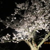 夜桜