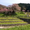 樹齢300年の【又兵衛桜】