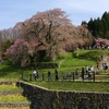 【又兵衛桜】