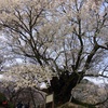 樹齢900年を超える【千年桜】