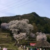 佛隆寺の【千年桜】