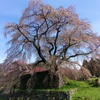 【又兵衛桜 】