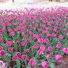 チューリップ