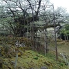県下最大のエドヒガン桜で・・・