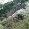 周りにも桜の木々が☆