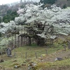樹齢1000年↑という樽見の大桜☆