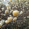 樽見の大桜周辺でよく見られたこれは！？