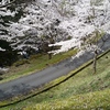 レストハウス天滝近くの桜☆