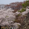 小諸城　桜