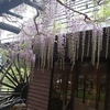水車と藤の花☆
