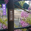 野田九尺藤？