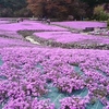 一面に広がる芝桜のじゅうたん☆