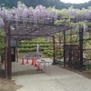 初めて白井大町藤公園へ☆出入口の藤棚♪