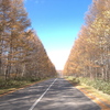 カラ松の美しい直線道路の風景